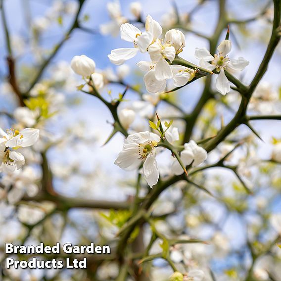 Citrus trifoliata (Citrus Fruit)