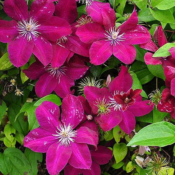 Clematis 'Remembrance' | Suttons