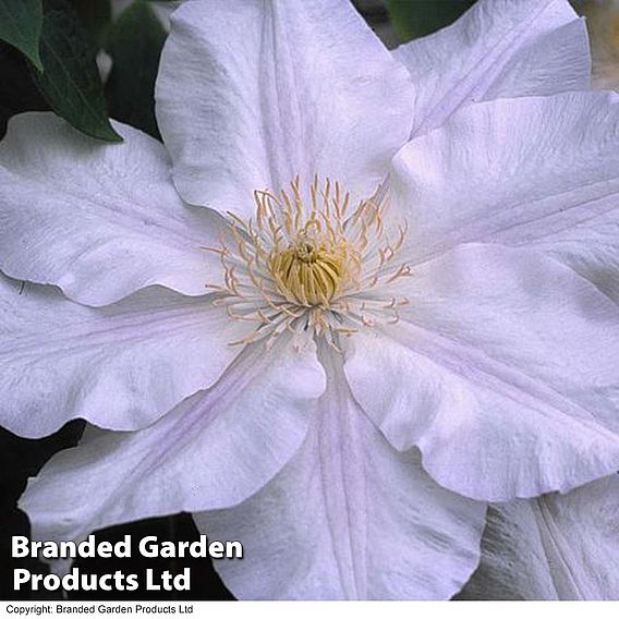 Clematis Ice Blue™ evipo003