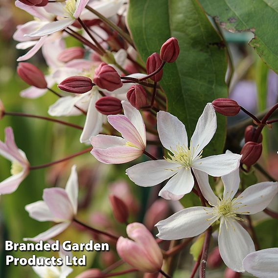 Clematis armandii 'Apple Blossom'