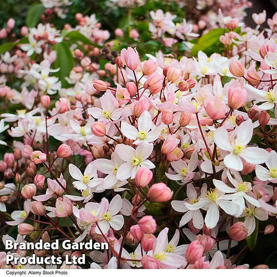 Clematis armandii 'Apple Blossom'