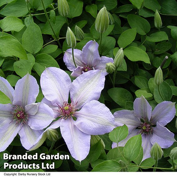 Clematis Bernadine™ evipo061