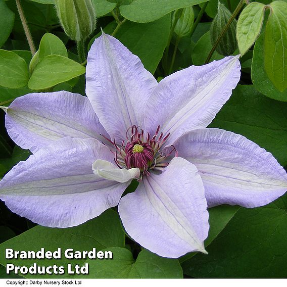 Clematis Bernadine™ evipo061