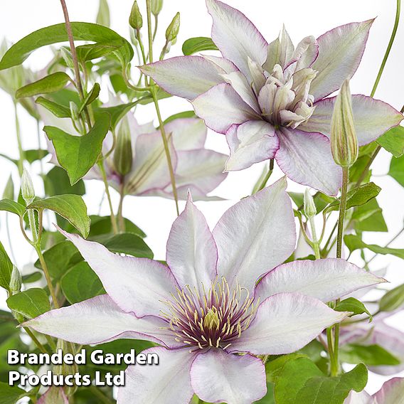 Clematis 'Samaritan Jo'™ evipo075