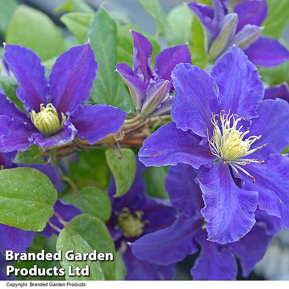 Clematis Chevalier™ evipo040