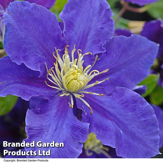 Clematis Chevalier™ evipo040