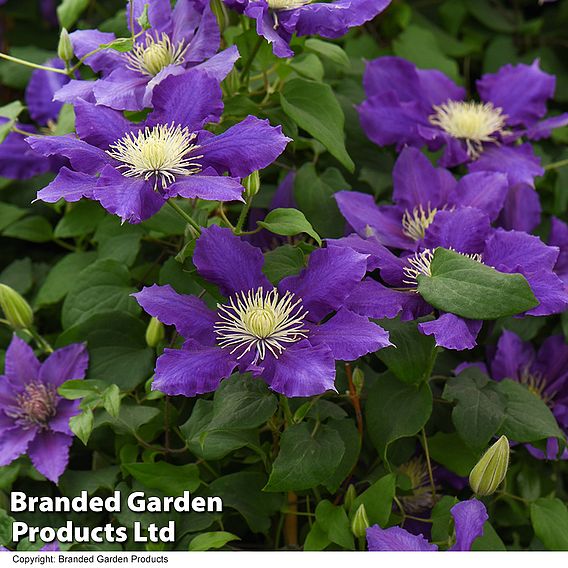 Clematis Chevalier™ evipo040