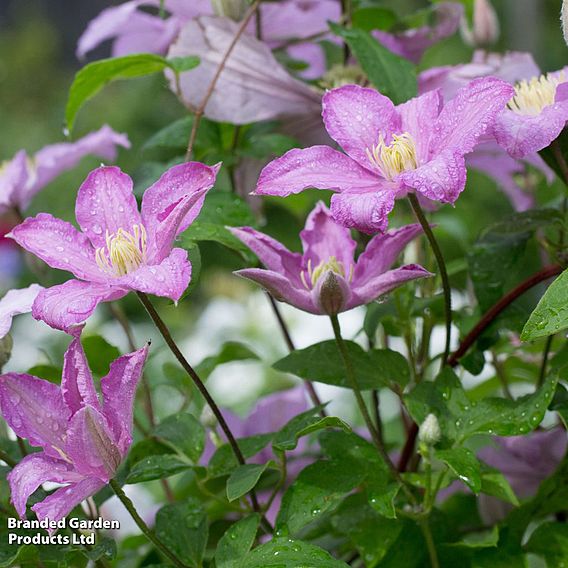 Clematis 'Comtesse de Bouchaud'