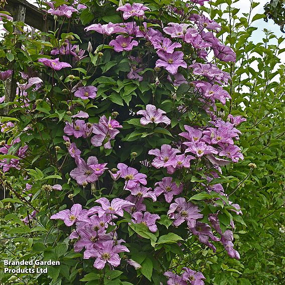 Clematis 'Comtesse de Bouchaud'