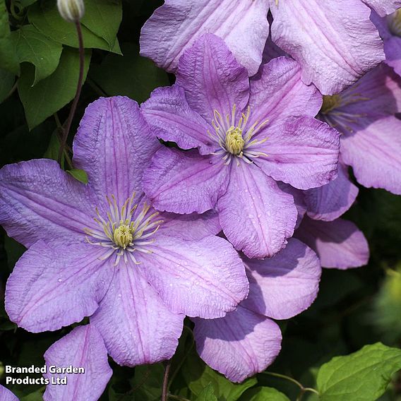 Clematis 'Comtesse de Bouchaud'