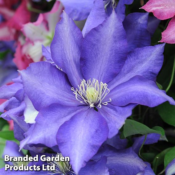 Clematis 'Daniel Deronda'