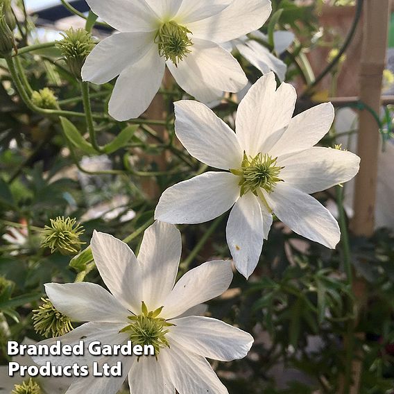 Clematis 'Early Sensation'