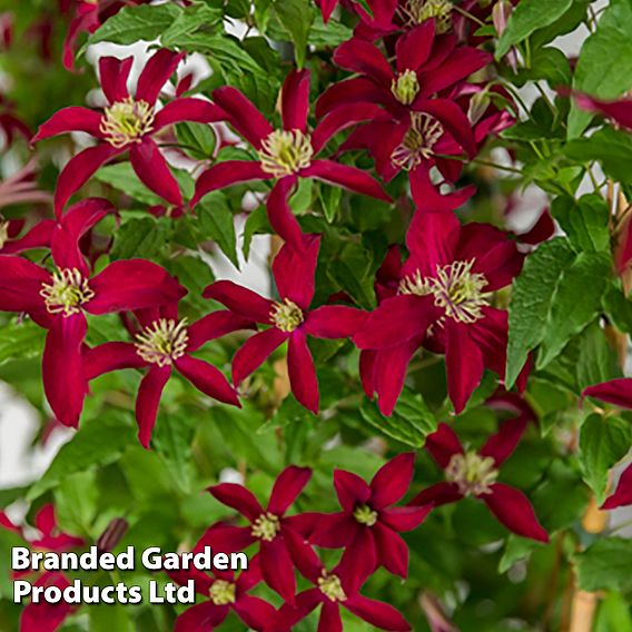 Clematis 'Glorious®™ Red'