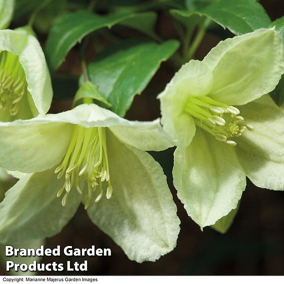 Clematis cirrhosa 'Jingle Bells'