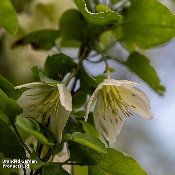 Clematis cirrhosa 'Jingle Bells'