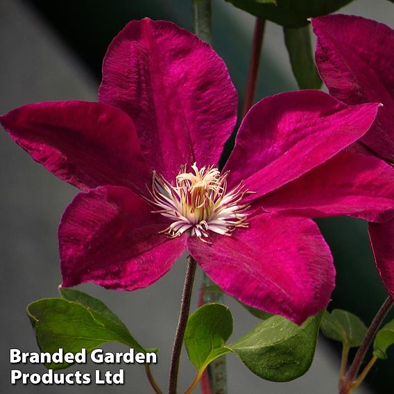 Clematis 'John Howells'