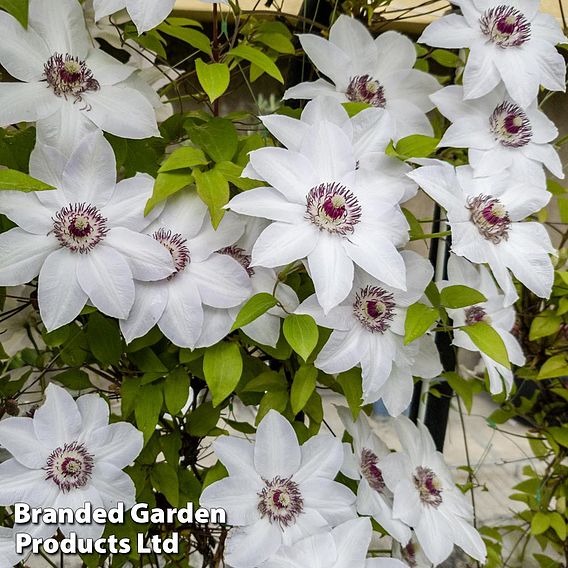 Clematis 'Miss Bateman'