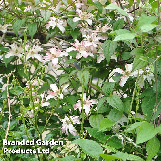 Clematis montana 'Marjorie'