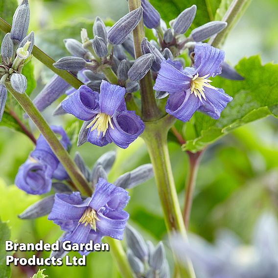 Clematis All Season Collection