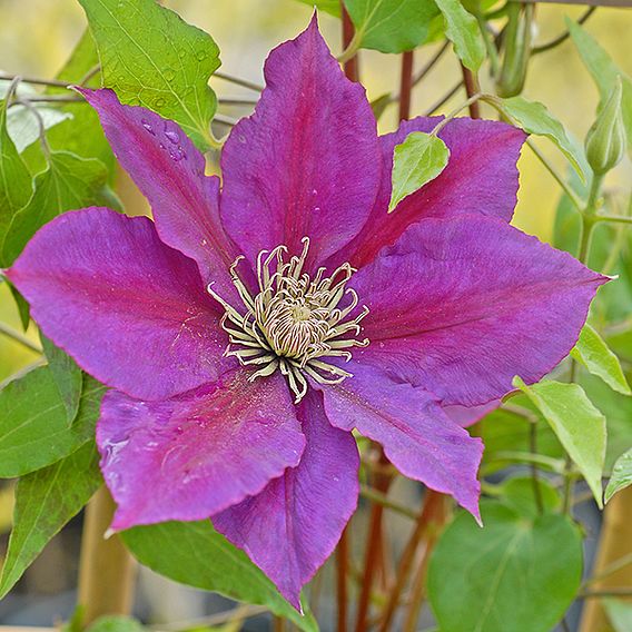 Clematis Picardy™ evipo024