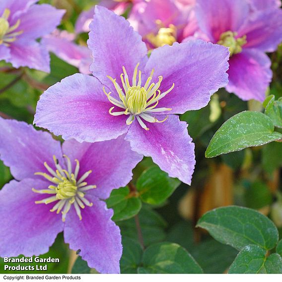 Clematis 'Piilu'