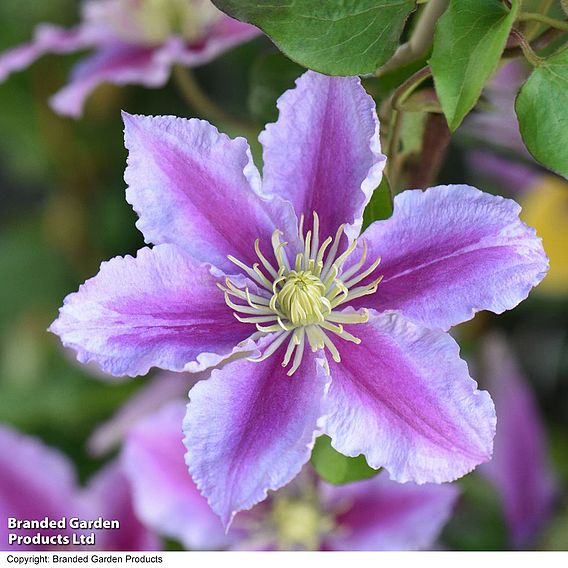 Clematis 'Piilu'