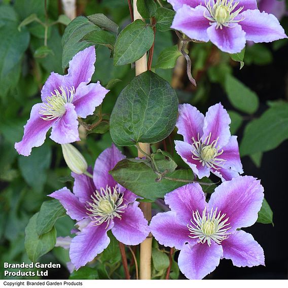 Clematis 'Piilu'