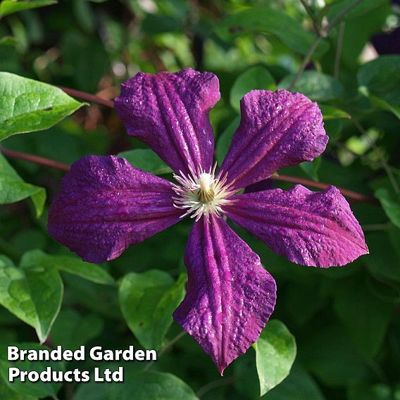 Clematis viticella 'Polish Spirit'