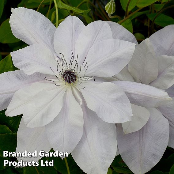 Clematis Reflections™ evipo035