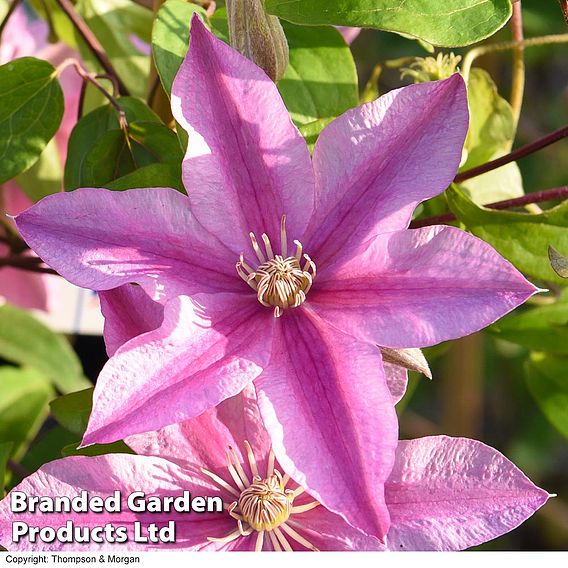 Clematis 'Sally'™ evipo077