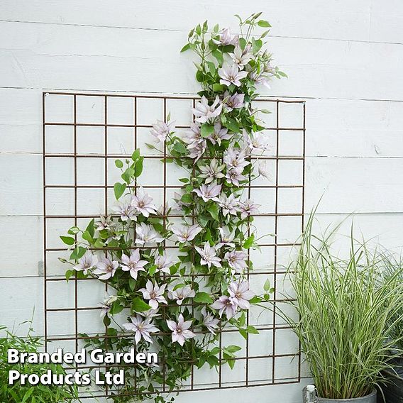 Clematis 'Samaritan Jo'™ evipo075