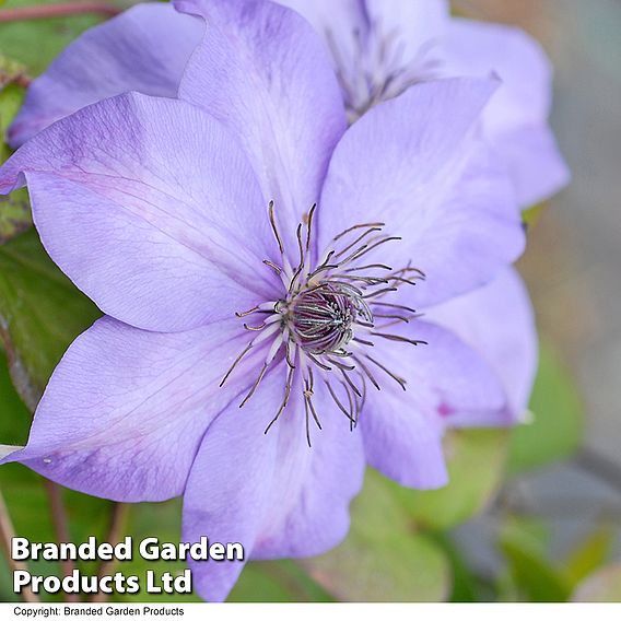 Clematis Shimmer™ evipo028