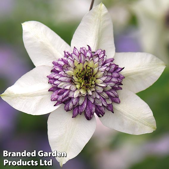 Clematis florida 'Sieboldii'