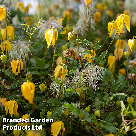 Clematis tangutica