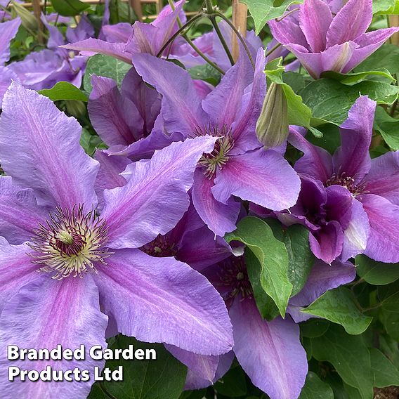 Clematis ‘Tumaini' (Evigsy151)