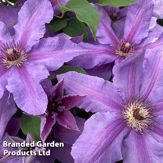 Clematis ‘Tumaini' (Evigsy151)