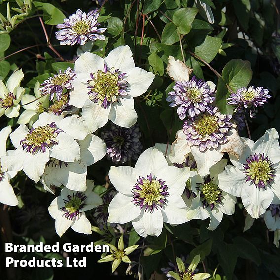 Clematis Viennetta™ evipo006