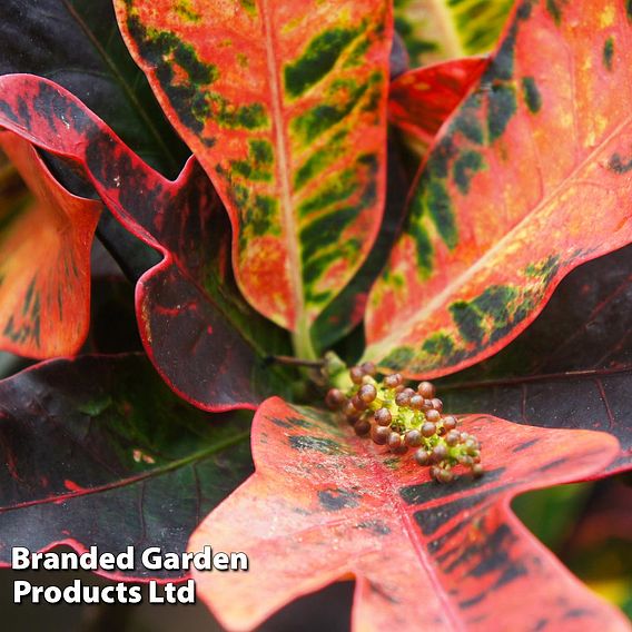 Codiaeum variegatum var. pictum 'Excellent'