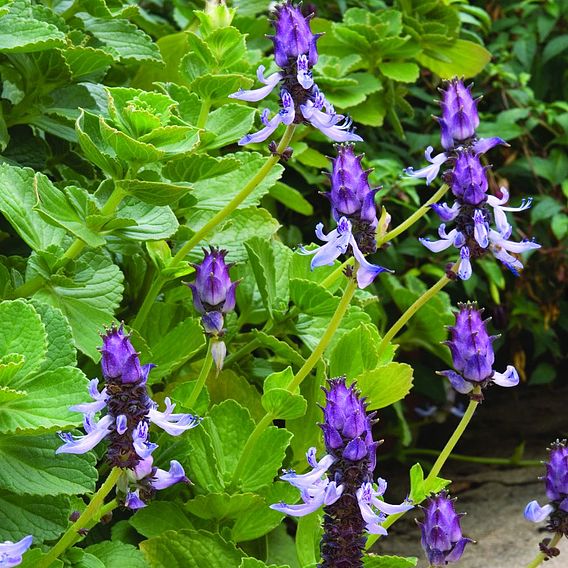 Coleus canina 'Scaredy Cat'