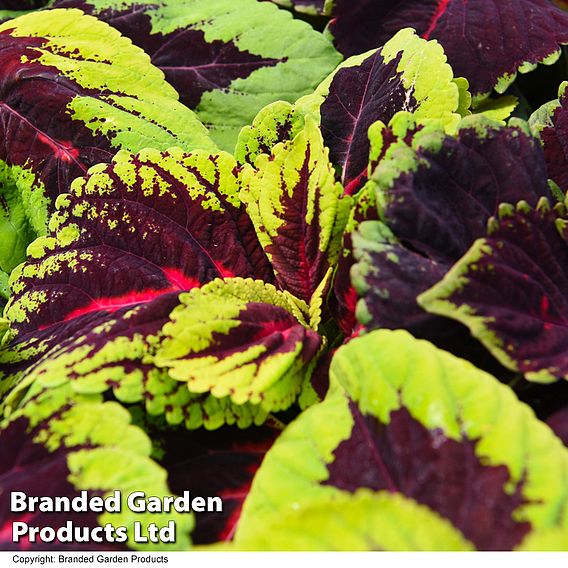 Coleus Mix