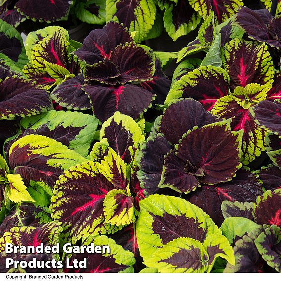 Coleus Mix