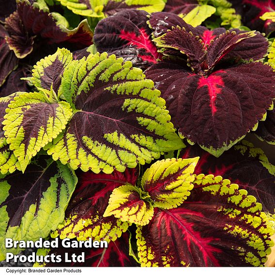 Coleus Mix