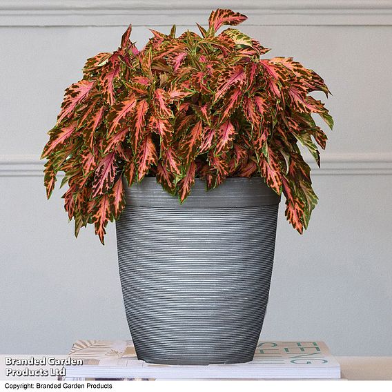 Coleus Premium 'Sun Coral Candy'