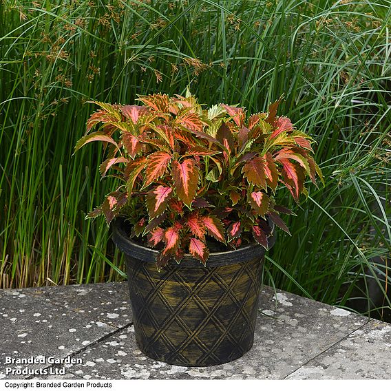 Coleus Premium 'Sun Coral Candy'