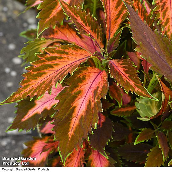 Coleus Premium 'Sun Coral Candy'