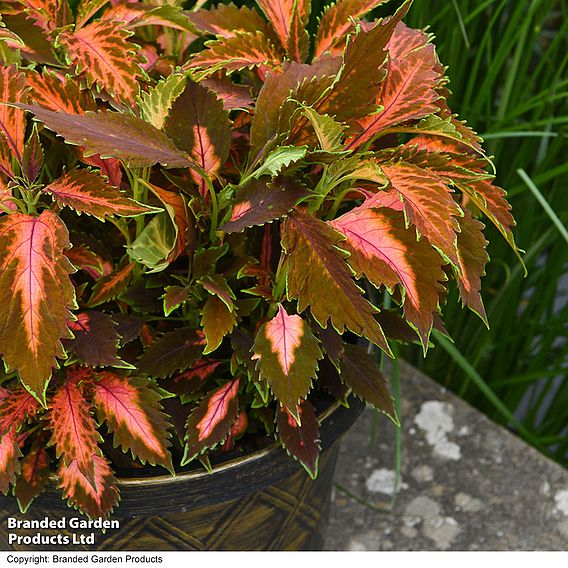 Coleus Premium 'Sun Coral Candy'