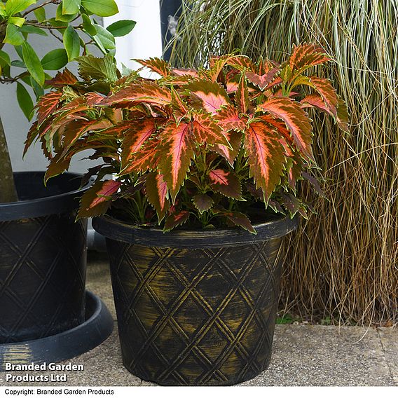 Coleus Premium 'Sun Coral Candy'