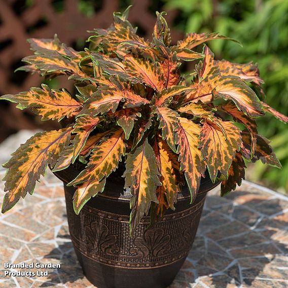 Coleus Premium 'Sun Coral Candy'