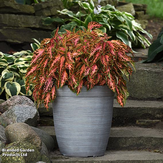 Coleus Premium 'Sun Coral Candy'