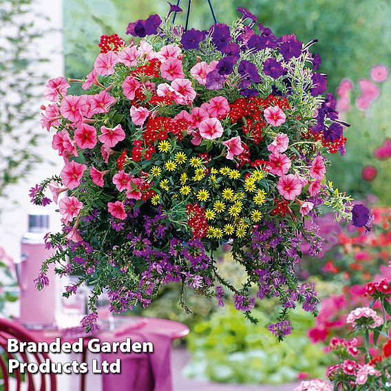 Summer Colour Nurseryman's Choice Hanging Basket Collection | Suttons